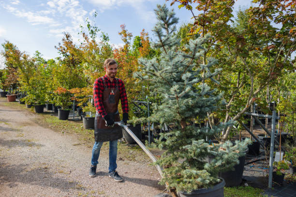 The Steps Involved in Our Tree Care Process in Gridley, CA